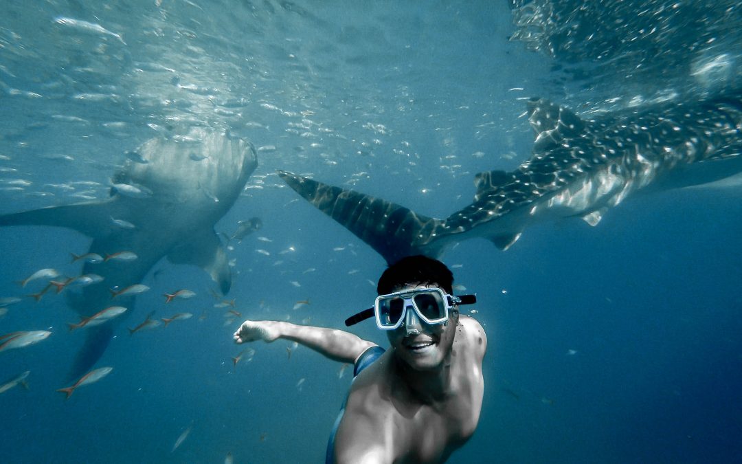 J’ai nagé avec les requins